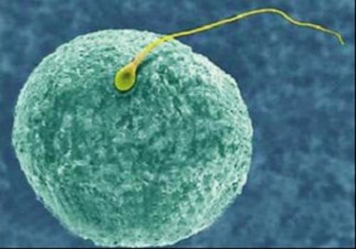 长沙捐卵供卵：重庆免费孕前检查项目汇总，注意这些事项检查结果更准确